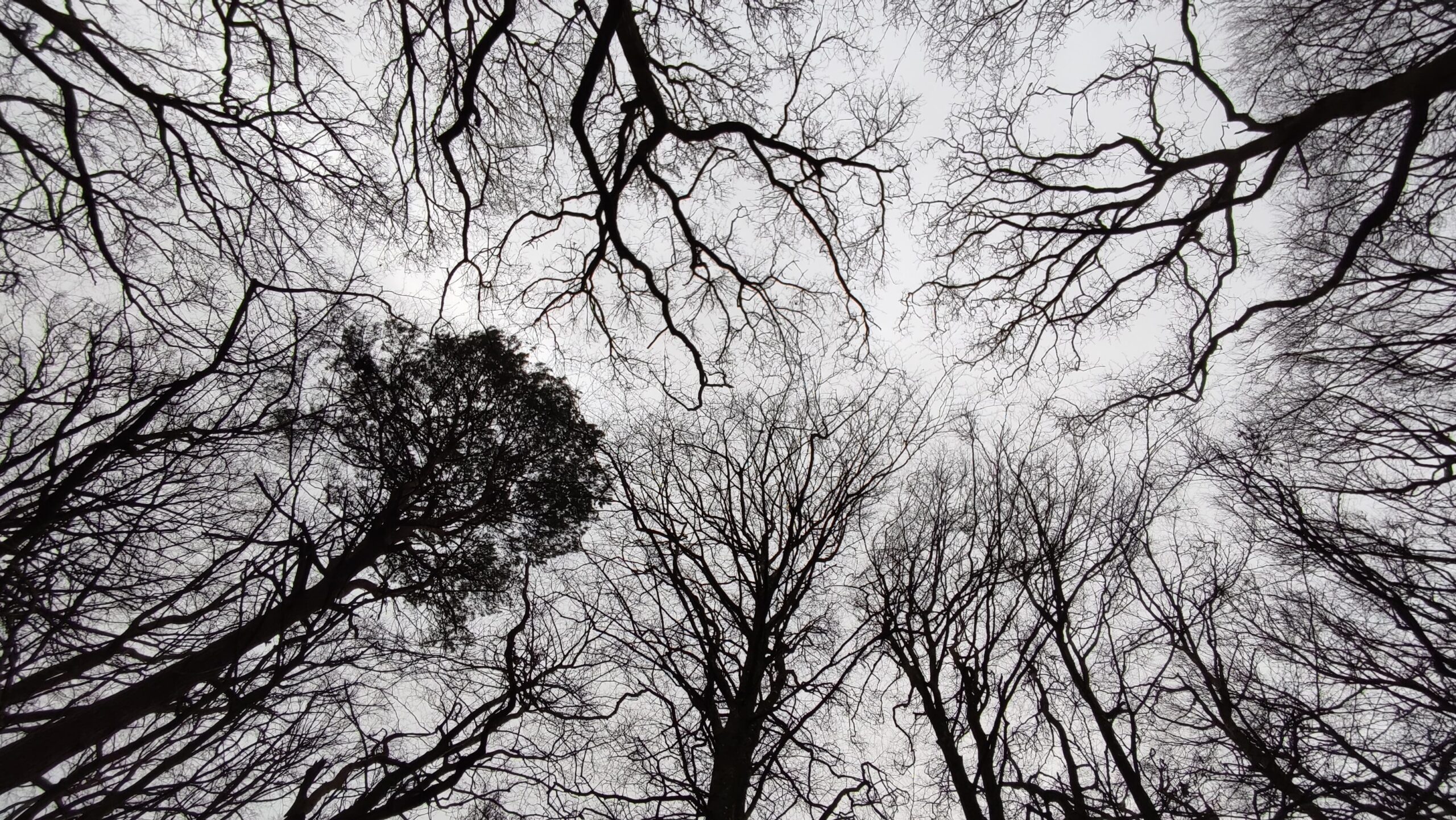 Crown shyness